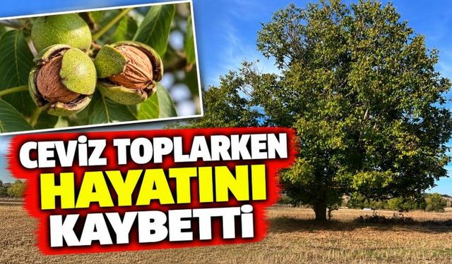Ceviz toplarken hayatını kaybetti