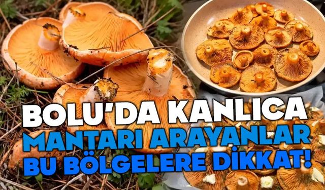 BOLU’DA KANLICA MANTARI ARAYANLAR BU BÖLGELERE DİKKAT!