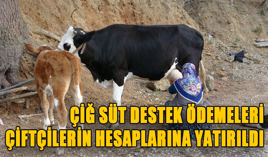 ÇİĞ SÜT DESTEK ÖDEMELERİ ÇİFTÇİLERİN HESAPLARINA YATIRILDI