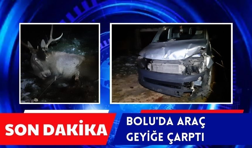 Bolu’da aracın çarptığı geyik yaralandı