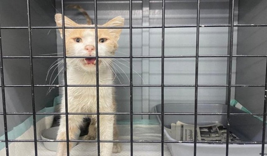 Binlerce Sokak Kedisi Korona Yüzünden Öldü!