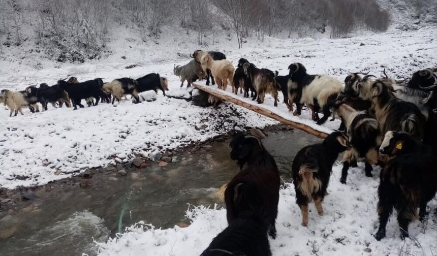 Sakarya'da kar etkili oluyor