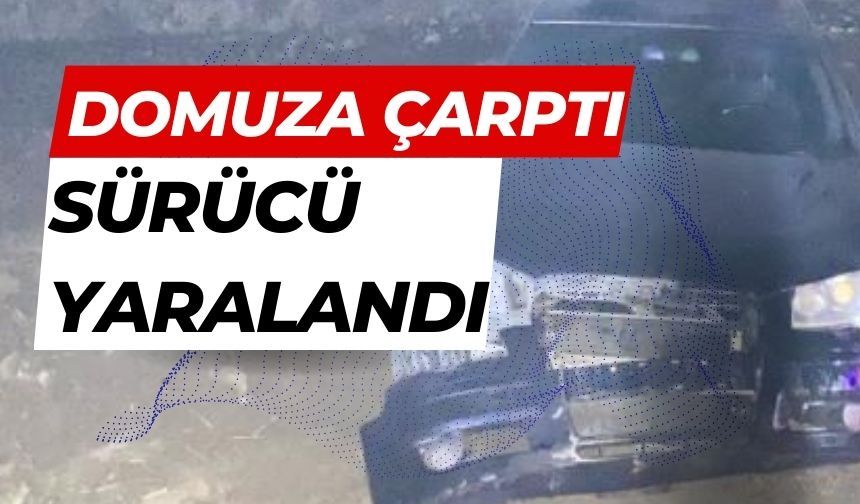 Bolu'da domuza çarpan otomobilin sürücüsü yaralandı
