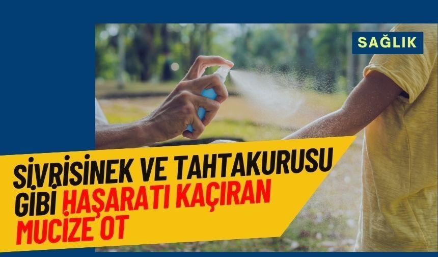 Sivrisinek ve tahtakurusu gibi haşaratı kaçıran mucize ot