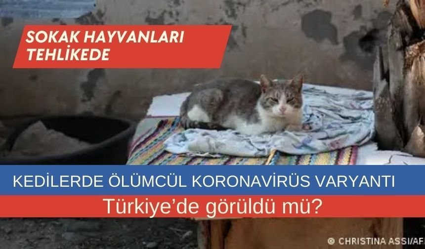 Kedilerde ölümcül korona varyantı