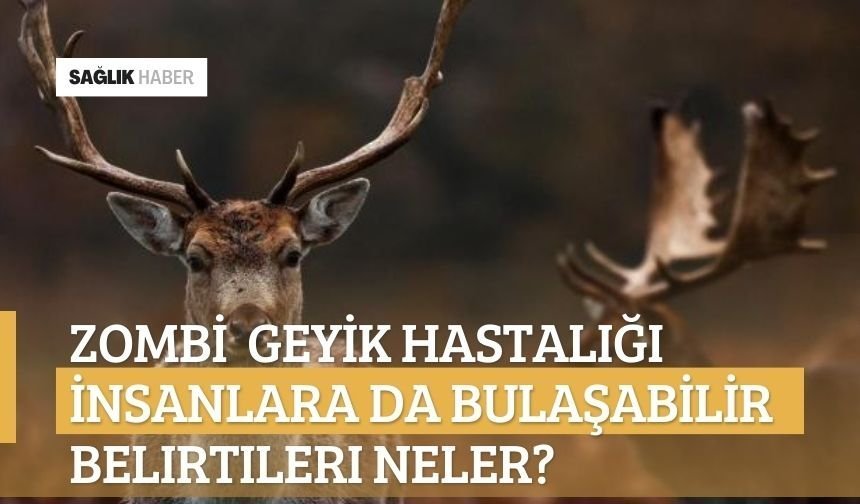 Zombi geyik hastalığı insanlara da bulaşabilir