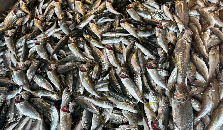 Palamut tezgaha indi