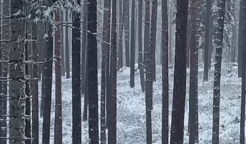 Sinop ormanlarında karacalar görüntülendi