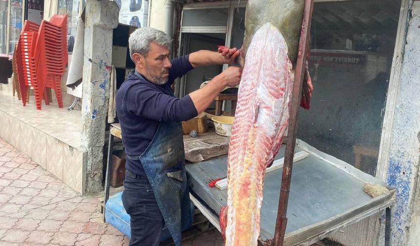 Osmaniyeli balıkçıya 37 bin TL'lik yayın balığı piyangosu