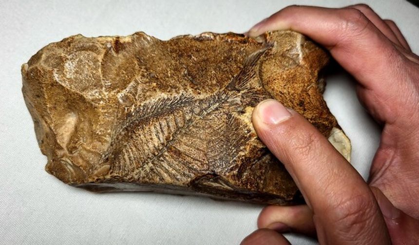 Adıyaman'da 15 milyon yıllık balık fosili bulundu