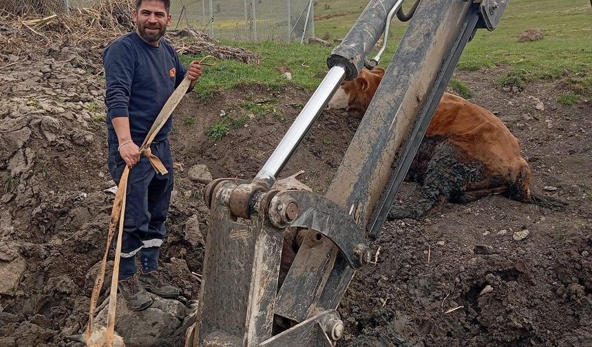 Bolu’da inekler çamura saplandı, kepçe yardımıyla kurtarıldılar