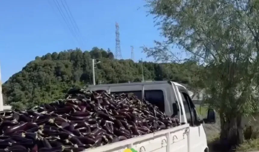 Antalya'da çiftçiler patlıcanları çöpe attı