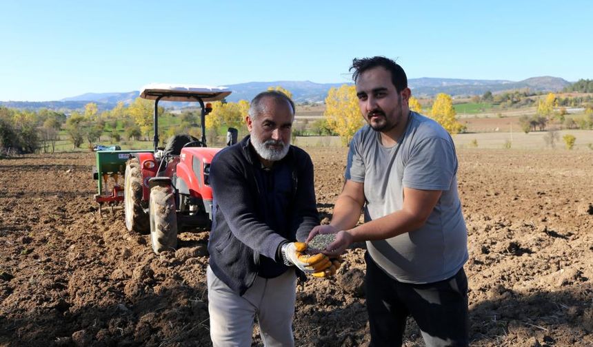 Buğdayın atası 12 bin yıllık siyez toprakla buluştu