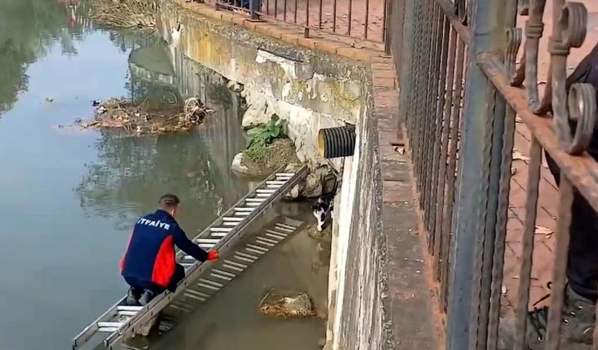 Çaya düşen kedinin yardım çağrısına itfaiye yetişti