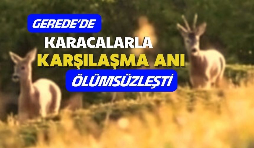 GEREDE’DE KARACALARLA KARŞILAŞMA ANI ÖLÜMSÜZLEŞTİ