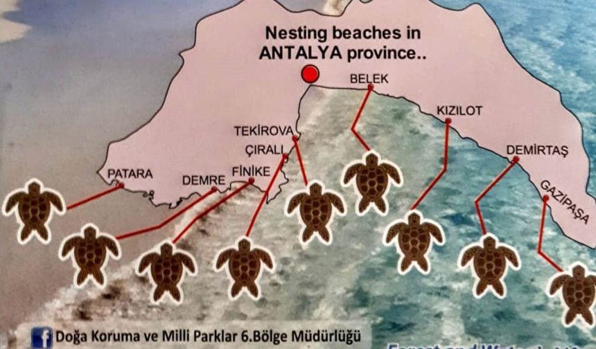 Antalya'da 2024 yılında yarım milyona yakın yavru deniz kaplumbağası denizle buluştu