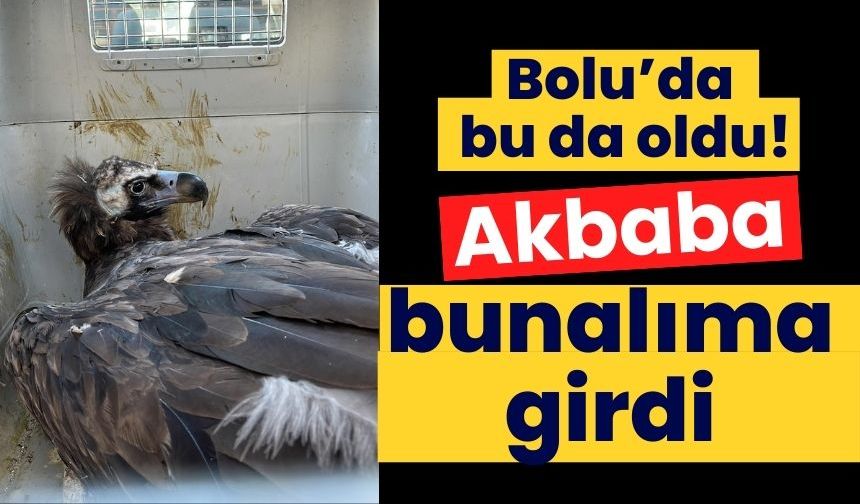 Bolu'da bu da oldu! Akbaba bunalıma girdi