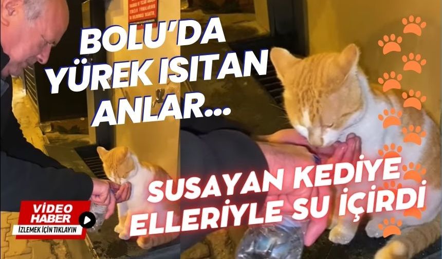 Bolu'da duyarlı vatandaş susayan kediye elleriyle su verdi