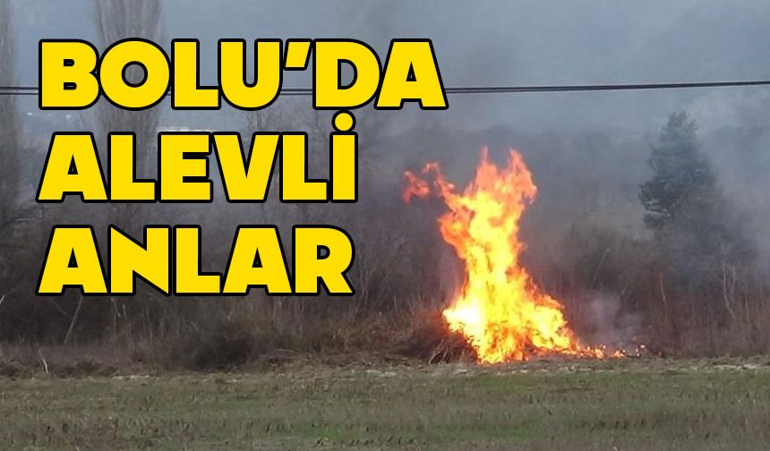 Bolu'da, orman yangını son anda önlendi