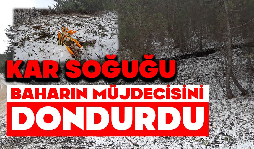 KAR SOĞUĞU BAHARIN MÜJDECİSİNİ DONDURDU