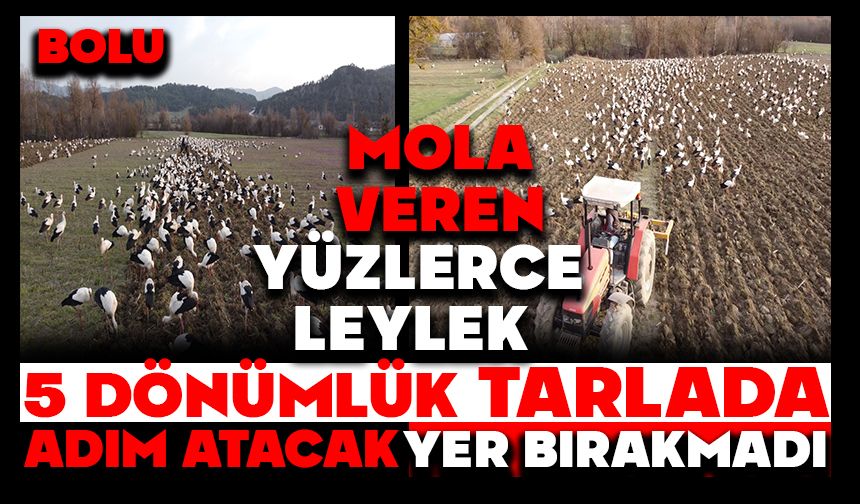 Mola veren yüzlerce leylek 5 dönümlük tarlada adım atacak yer bırakmadı