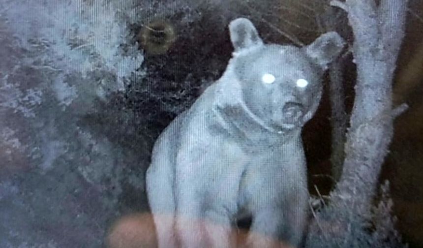 Erdek'te ayılar arı kovanlarına zarar verdi