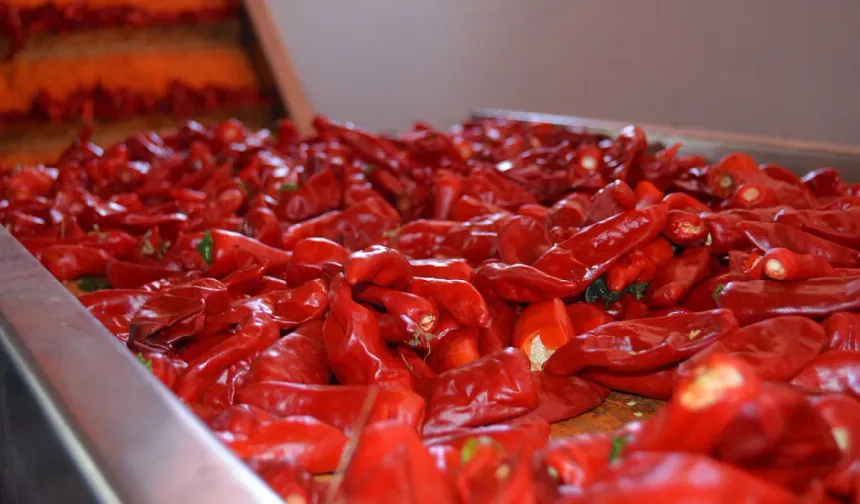 Acı biber yemek, metabolizmayı hızlandırıyor