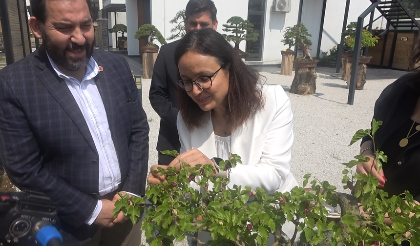 Yalova Bonsai Müzesi'nde dut hasadı