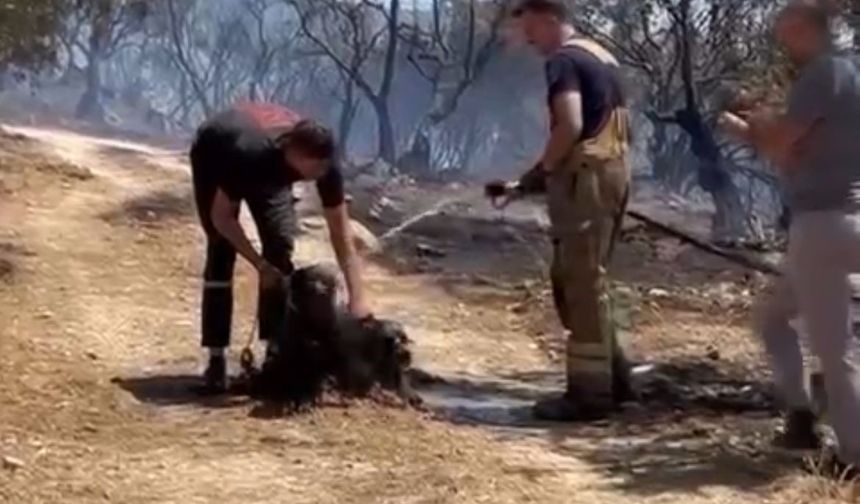 Yangından kurtarılan köpekler böyle görüntülendi