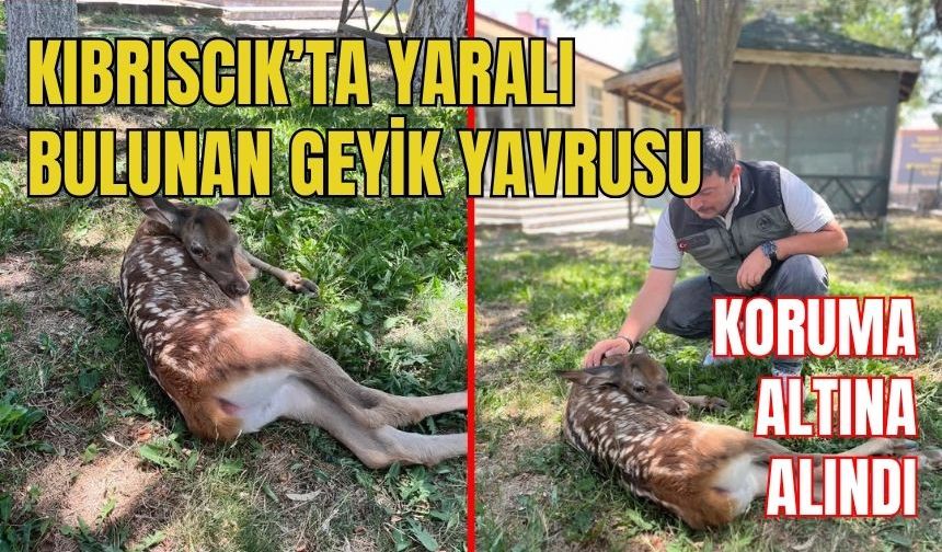 Kıbrıscık’ta yaralı bulunan geyik yavrusu koruma altına alındı