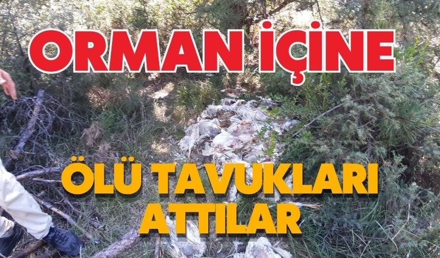 ORMAN İÇİNE ÖLÜ TAVUKLARI ATTILAR