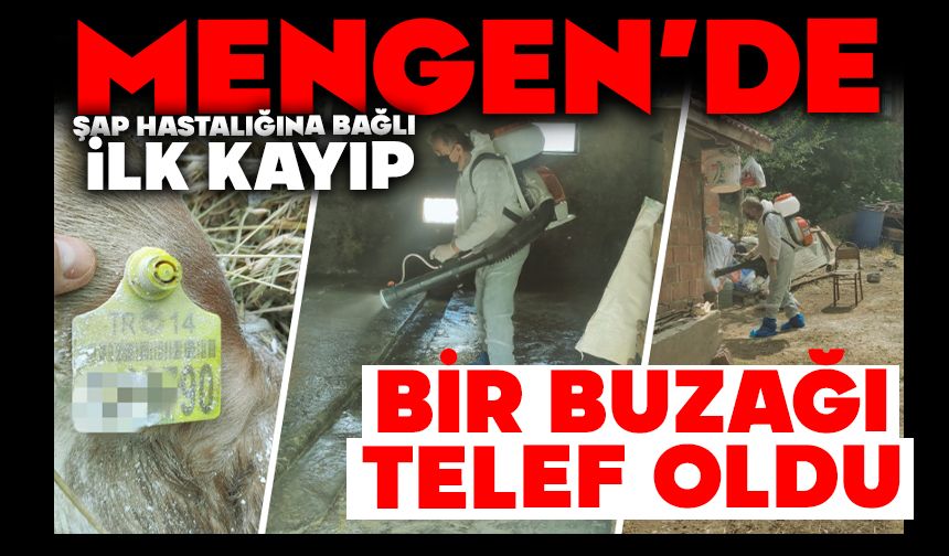 Mengen’de Şap Hastalığına Bağlı İlk Kayıp:  Bir Buzağı Telef Oldu