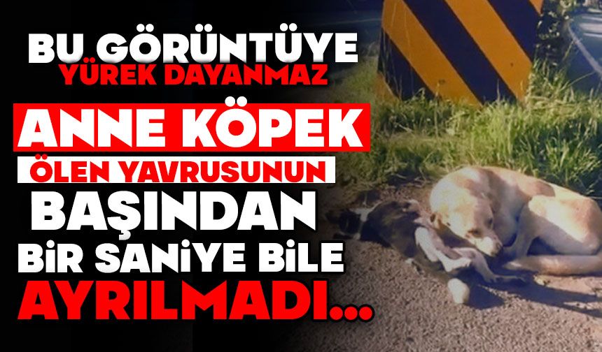 ANNE KÖPEK ÖLEN YAVRUSUNUN BAŞINDAN AYRILMADI
