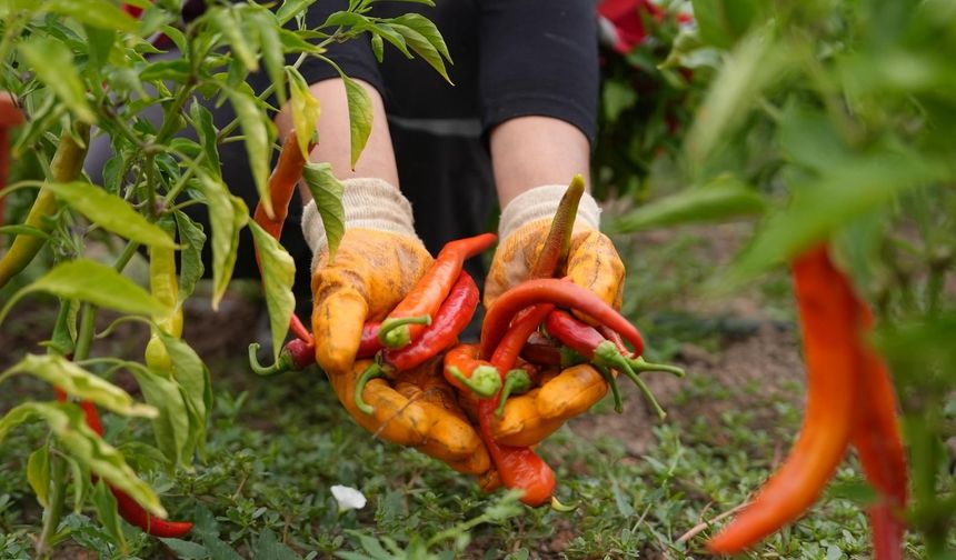 Ata tohumu yetiştiriciliğinde ilk hasat