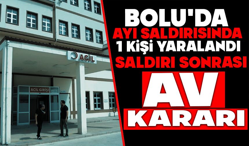 Bolu'da ayı saldırısında 1 kişi yaralandı: Saldırı sonrası av kararı