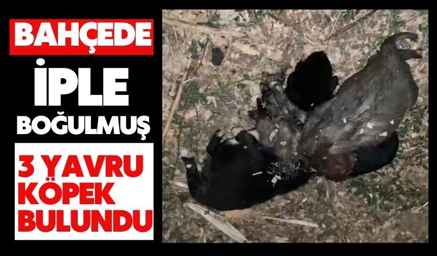 Bahçede iple boğulmuş 3 yavru köpek bulundu