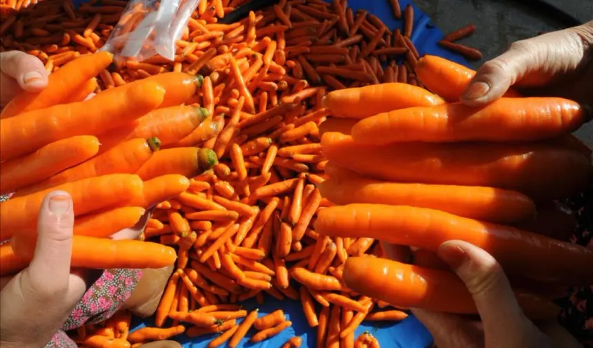 Mucizevi etkileri bulunuyor: Her gün 1 adet havuç tüketin