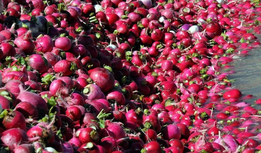 Bağışıklığı güçlendiriyor, kalbe iyi geliyor: Kırmızı turp