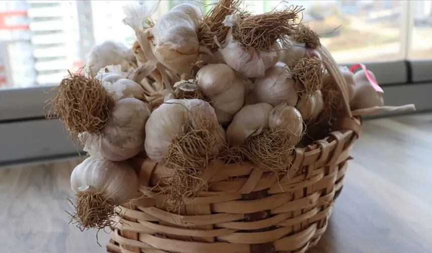 Sarımsağın bu kısmını atmayın: Sağlığa faydaları bulunuyor