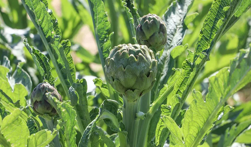 Kalp sağlığından, karaciğer temizliğine: Enginarın 7 faydası