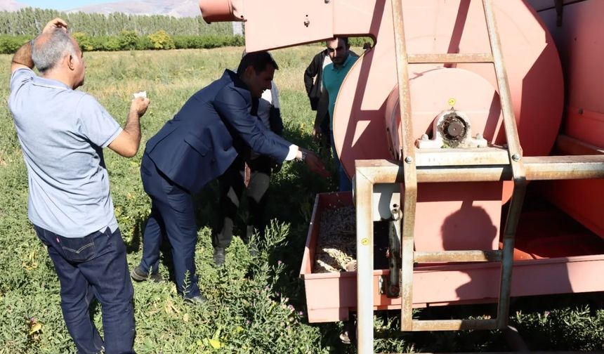 Erzincan’da kuru fasulye hasadı başladı