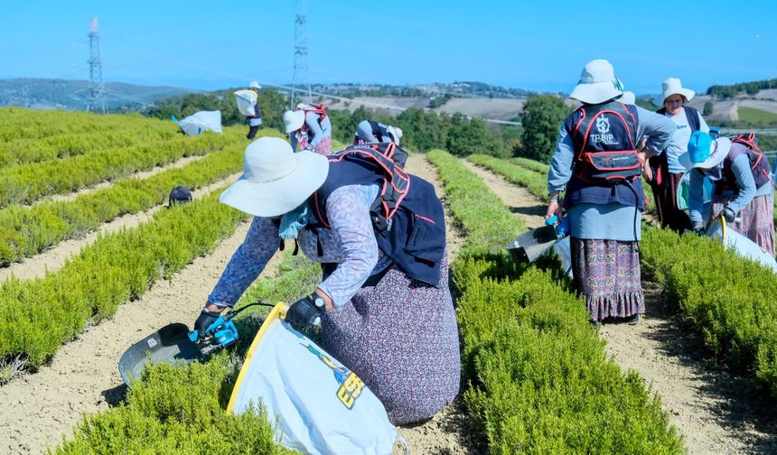Kocaeli'de tıbbi ve aromatik bitki hasadı başladı