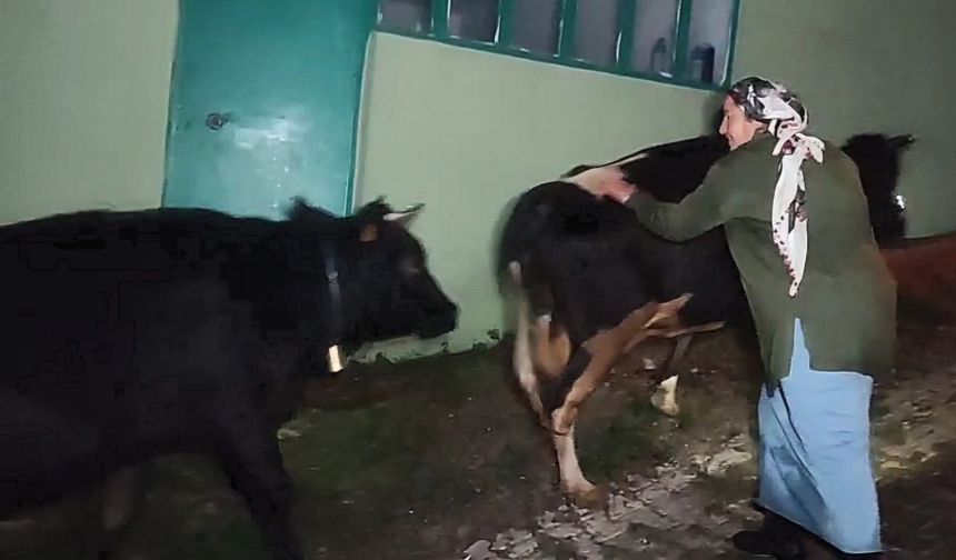 Dere suyu yükselince mahsur kalan hayvanlar 2.5 saatlik operasyonla kurtarıldı