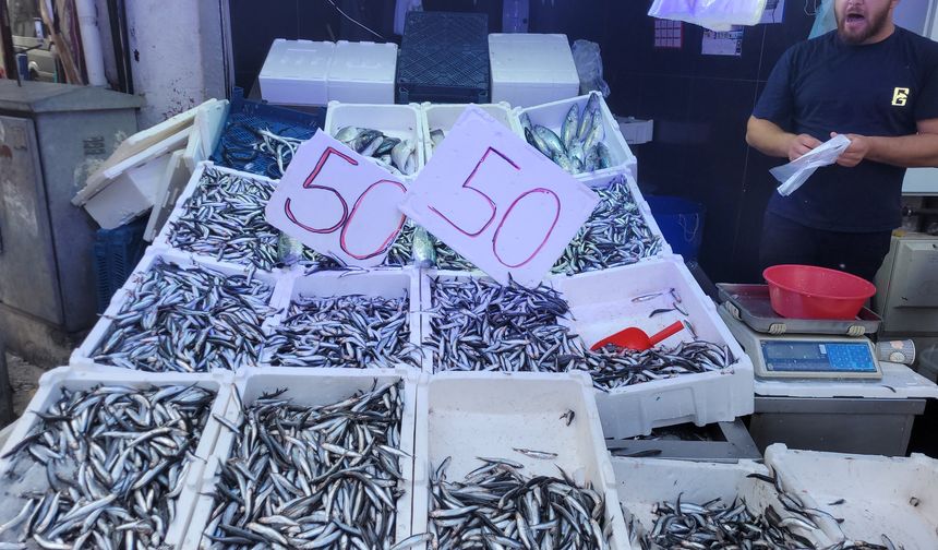 Karadeniz hamsisi tezgahları doldurdu: Kilosu 50 lira