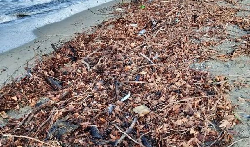 Edremit'te şiddetli lodos, sahili ağaç dalları ve yosunla doldurdu