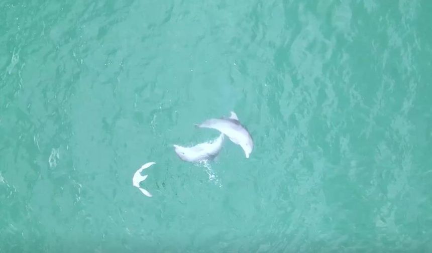 Karadeniz'de yunusların dansı dron kamerasına takıldı