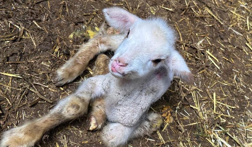 Annesi ve kardeşleri ölen kuzunun yürek burkan hikayesi