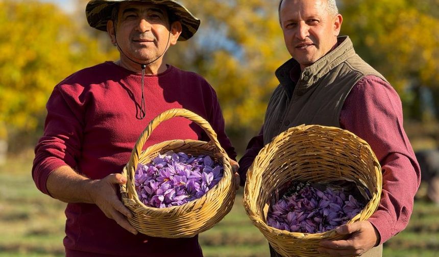 AB tescilli safranın hasadı sürüyor