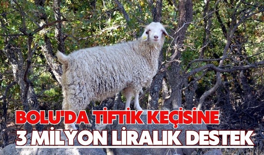 Bolu'da tiftik keçisine 3 milyon liralık destek