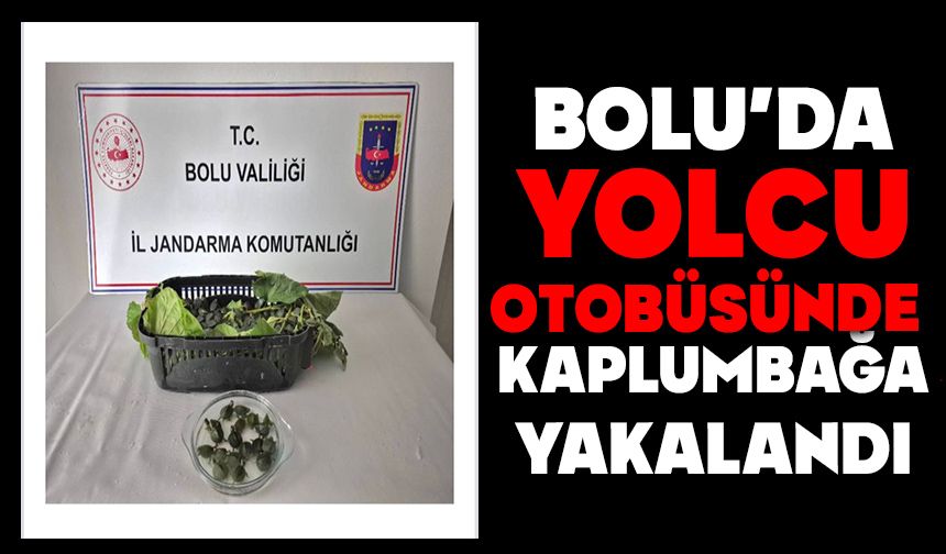 BOLU'DA YOLCU OTOBÜSÜNDE KAPLUMBAĞA YAKALANDI